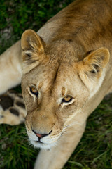 lioness on green grass, close up, top view