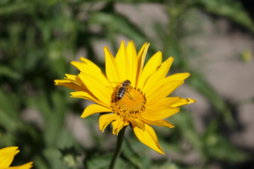 Chamomile flowers.