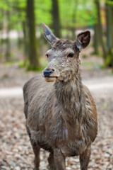 Fototapeta premium Rothirsch (Cervus elaphus) in Deutschland