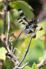 Macro of a 12 spotted dragonfly