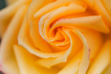 Yellow rose macro. Rose close-up background.