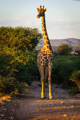 Giraffe in Namibia