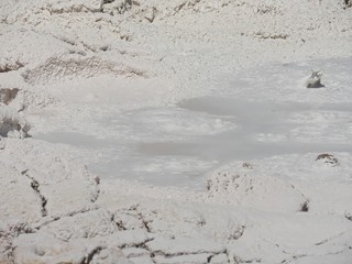 Close up of the Fountain Paint Pot, Lower Geyser Basin, Yellowstone National Park, Wyoming.