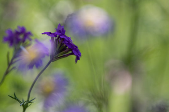 macro of purple verena with beautiful bokeh background of greens, purple and yellow