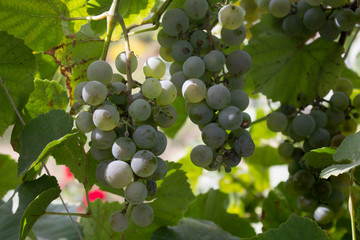 Cluster of vine.