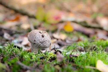 Fototapeta premium macro of mini mushroom or boletus