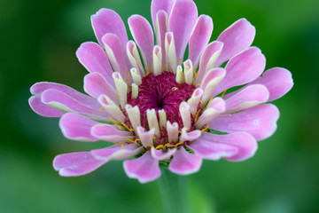 Tiny pink zinnia on blurred green background