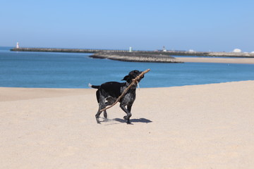 dog with stick on the beach