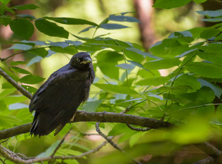 Common crow fledgling perched in a tree in a forest waiting