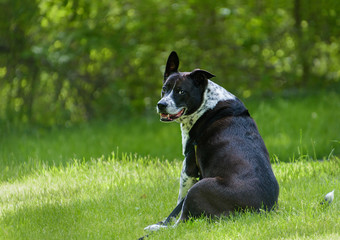 Black and white mixed breed dog sitting and relaxing in the grass