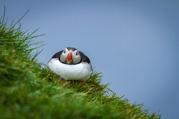 Papageitaucher (Fratercula arctica) in Island