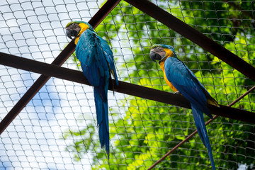 macaws sitting on a branch