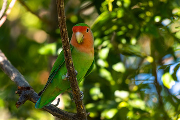 Rosenköpfchen (Agapornis roseicollis) in Namibia