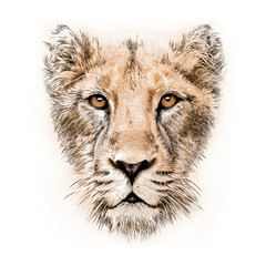 hand-drawing portrait of  a lioness - obrazy, fototapety, plakaty