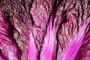 Obraz premium Purple leaves of Red Chinese cabbage background, texture. Napa cabbage closeup