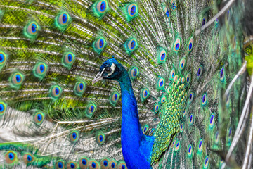 peacock showing off feathers