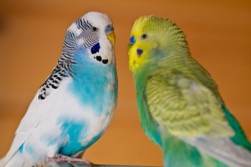 Wellensittich (Melopsittacus undulatus) als Haustiere