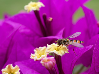 Schwebfliege 
