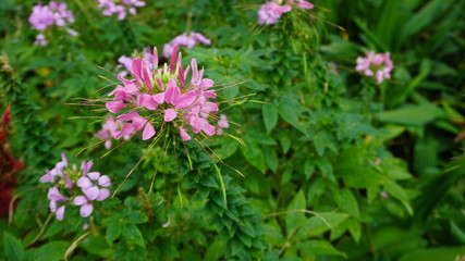 Cleome flower or spider- flower in the garden field. 