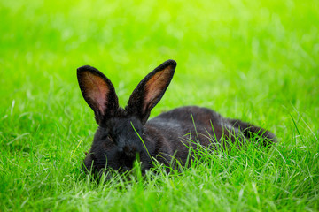 black bunny in green grass