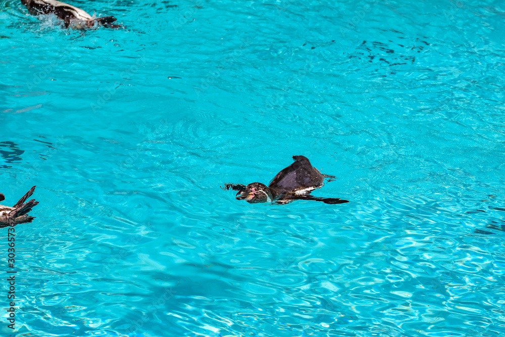 Wall mural Humboldt penguins swimming