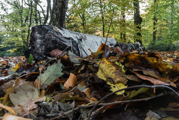 Autumn wooden log surrounded by colourful leaves on Hampstead Heath in London, England.