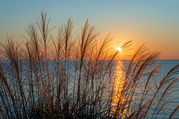 Obrazy na Szkle  Zachód słońca na plaży przez rośliny?