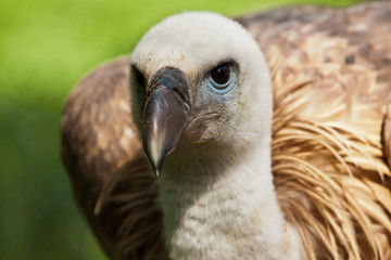 Gänsegeier (Gyps fulvus)