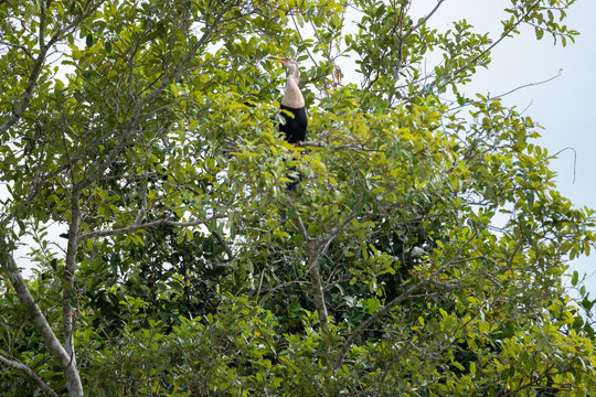Aninga in tree in the Patanal