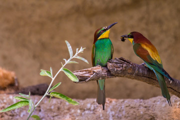 Fototapeta premium Bienenfresser (Merops apiaster) in Deutschland