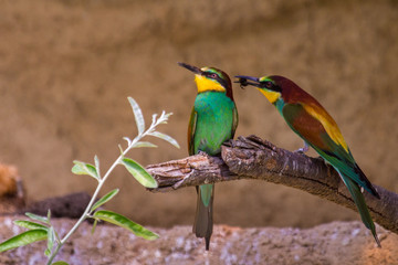 Bienenfresser (Merops apiaster) in Europa