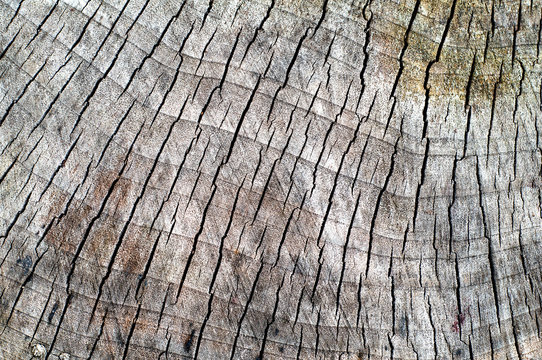 Cracked pine-tree trunk in cross section.