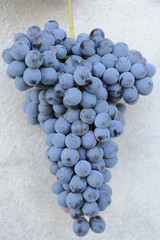 Grappoli di uva bianca e nera pronti per l vendemmia e la produzione del vino 