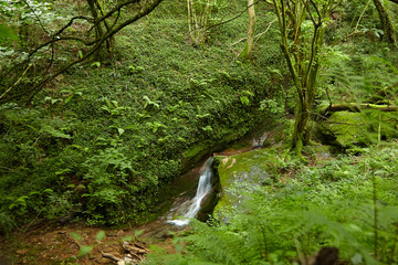 Green deciduous forest with a small stream, a waterfall and moss covered stones. Beautiful landscape of summer nature, France, Europe