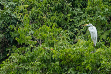 White egret Right border standing post (cropped)