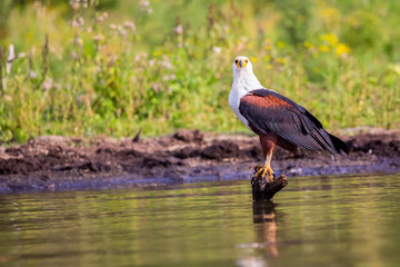 African fish eagle at Lake Naivasha in Kenya, Africa