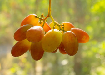 Grapes.