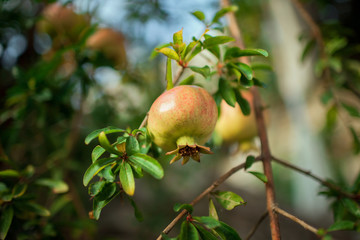 Unripe pomegranate fruit hanging on a branch of a tree with green leaves. Growing pomegranate