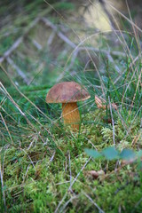 Pilz 6