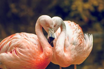 Wandaufkleber rosa Flamingo im Zoo © StockWorld