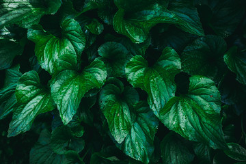 Gr&uuml;ne Bl&auml;tter