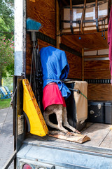 covered stuffed animal in back of truck