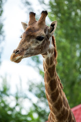 Giraffe head closeup