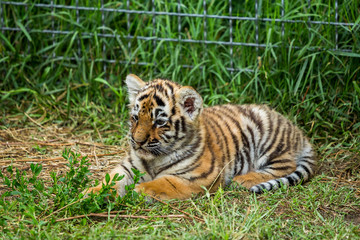 Fototapeta na wymiar tiger cubs playing sleep
