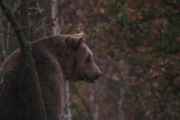 Brown bear in the forest