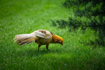with a yellow head bird