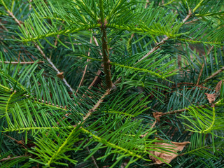 Evergreen Pine tree close up detail shot