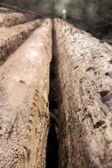 Fototapeta premium background of rough wood texture
