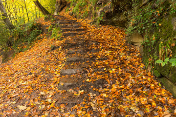 Autumn steps in the forest at Snuff Mills , Bristol