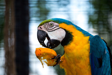 blue macaw eating an orange